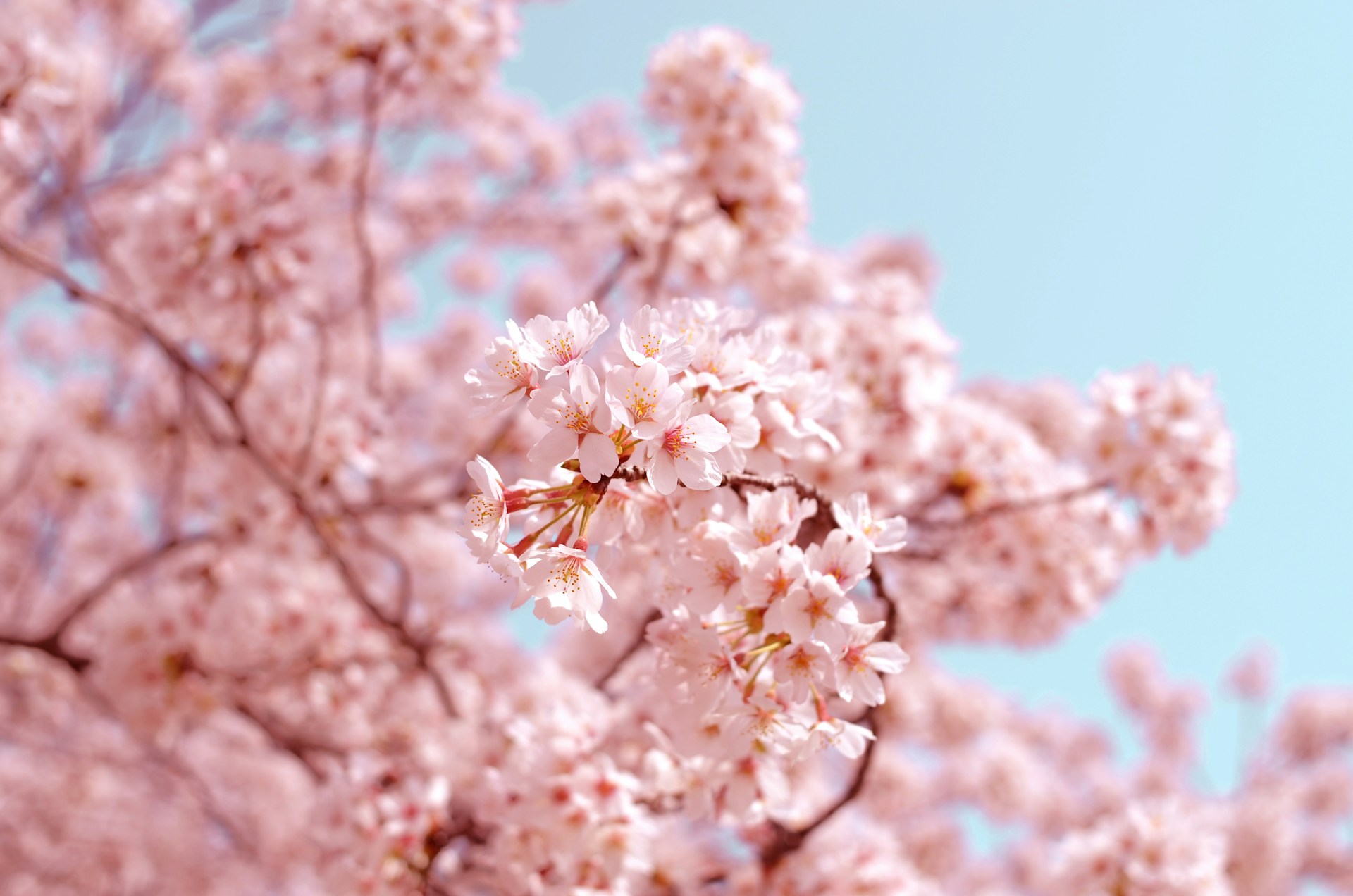 Cherry blossoms in Japan with mountain backdrop
