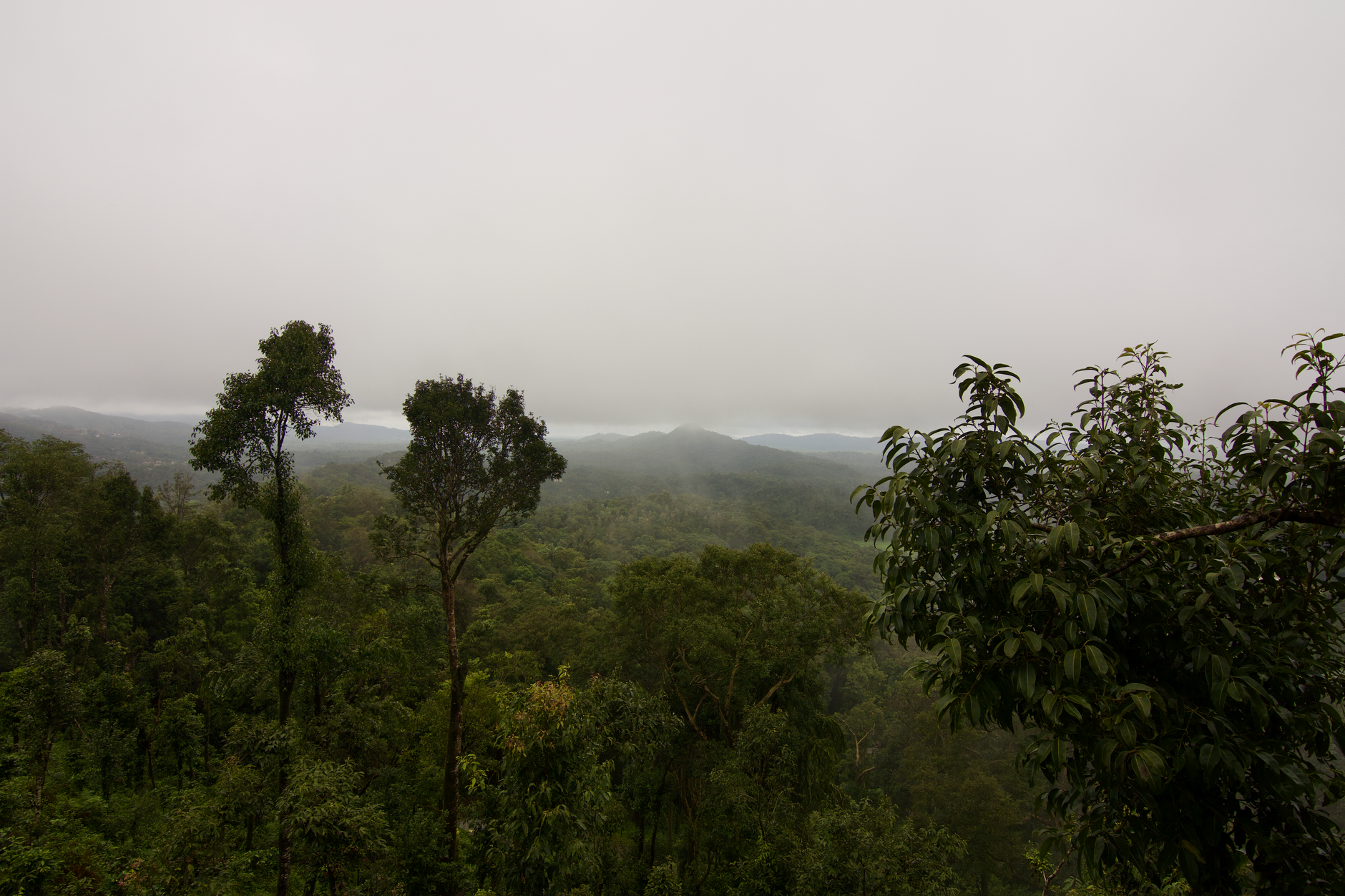 Monsoon Magic in Coorg - Photo 2