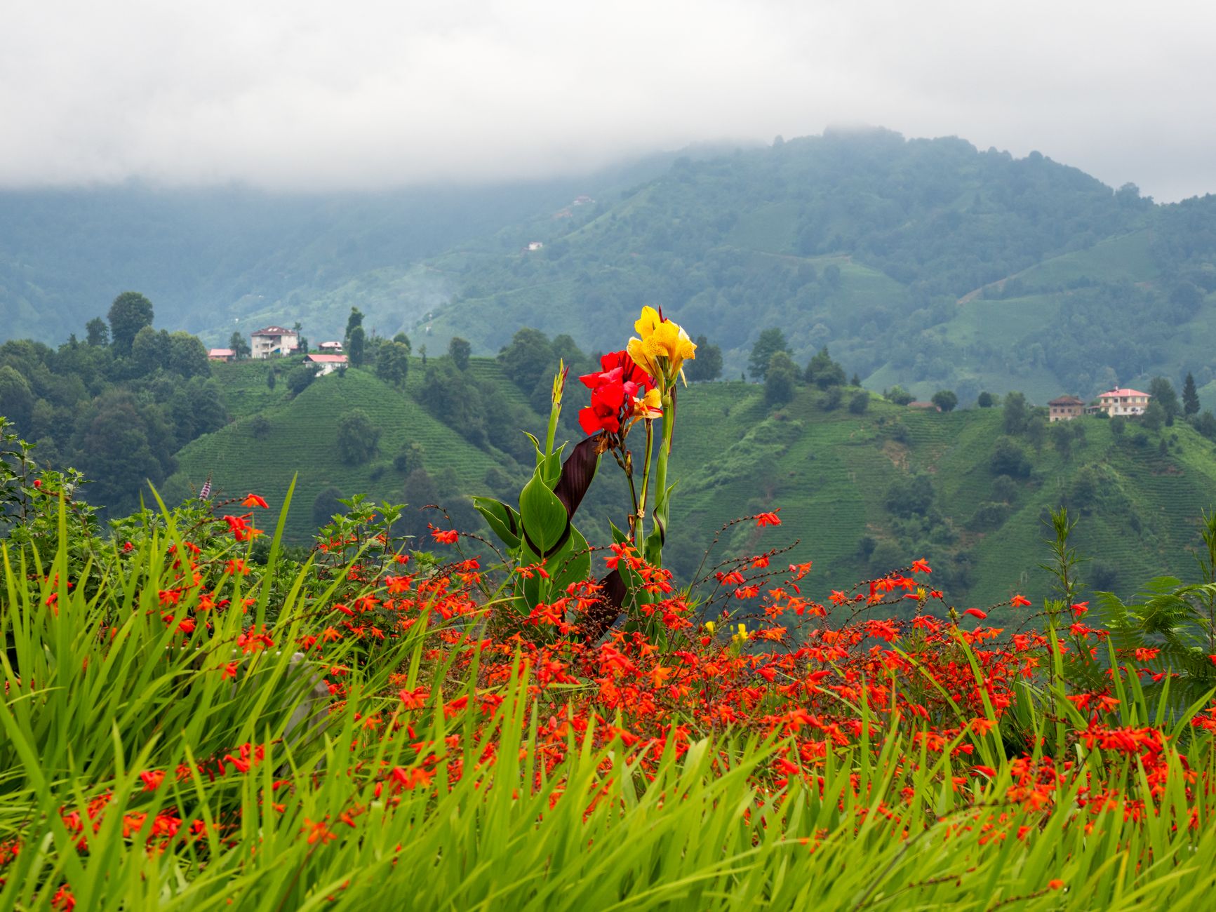 Explore the Enchanting Flower Valley Trek in Nepal – A Complete Guide for Indian Travelers