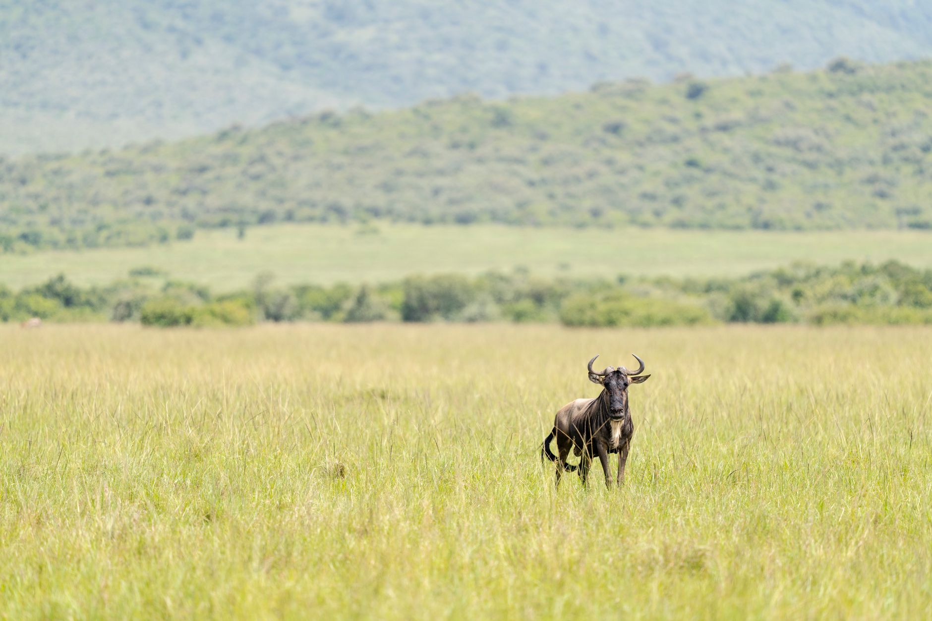 Kenya Safari 2026: Ultimate Wildlife Adventure Guide for Indian Travelers