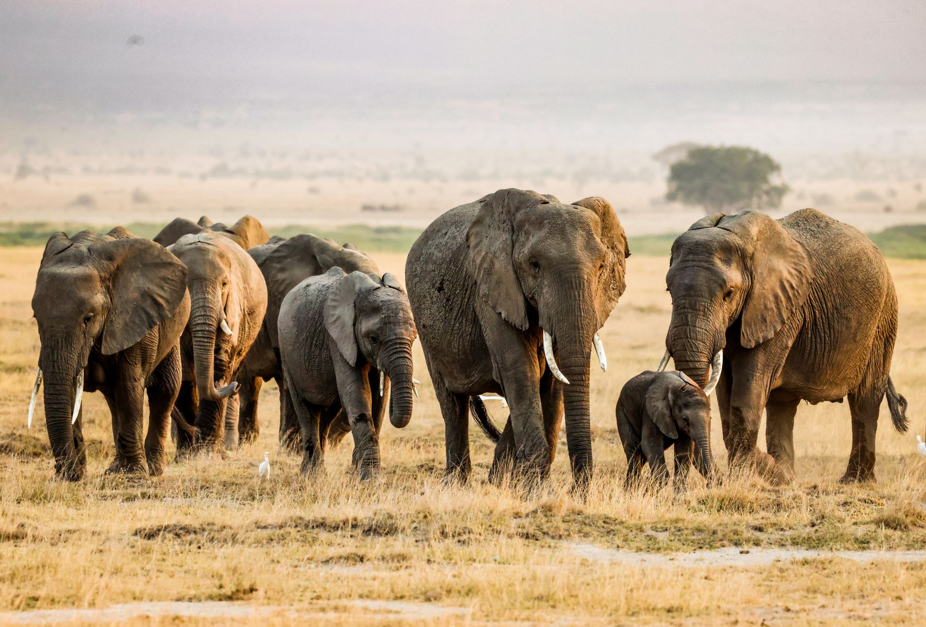 Kenya Safari 2026: Ultimate Wildlife Adventure Guide for Indian Travelers - Photo 2