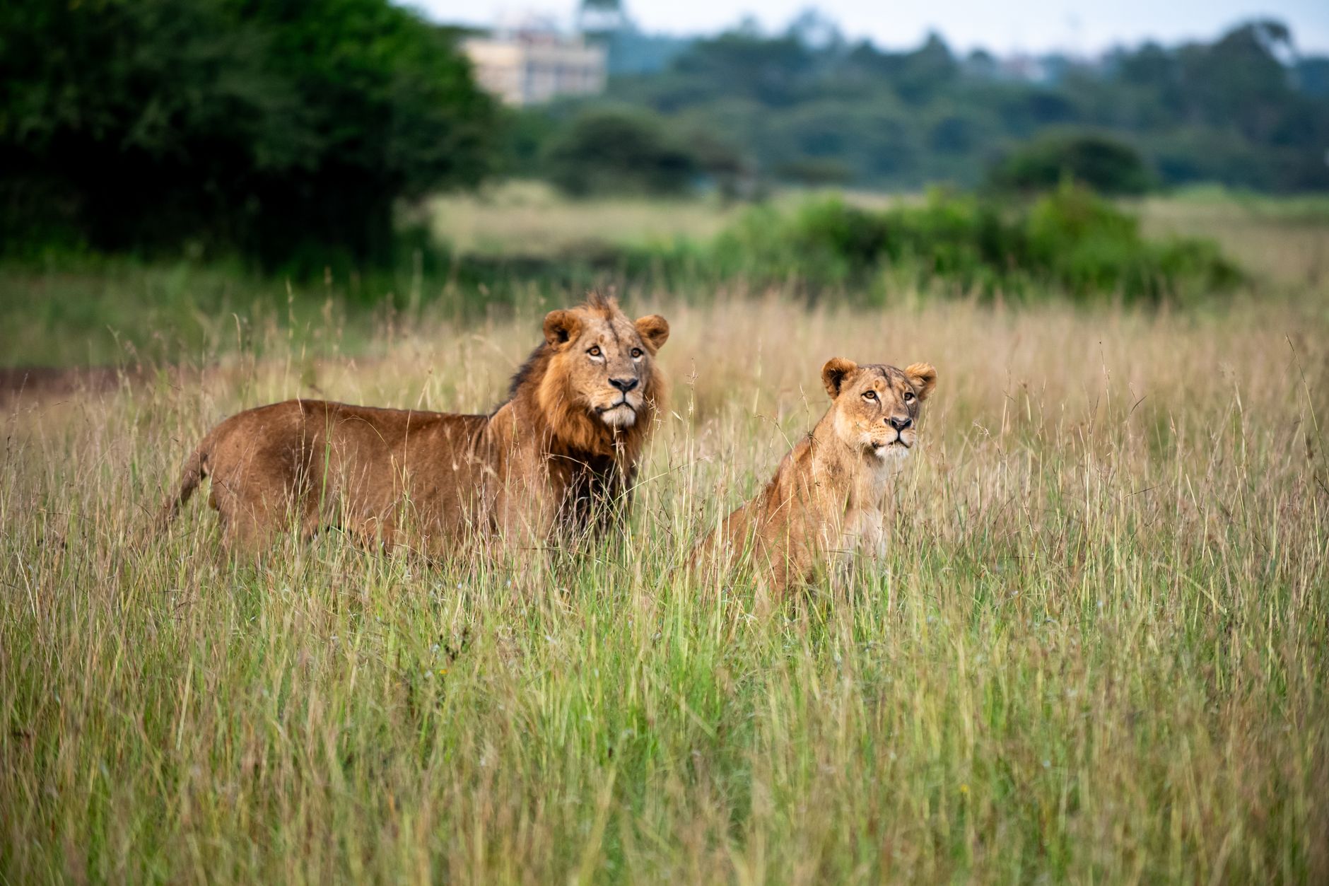 Kenya Safari 2026: Ultimate Wildlife Adventure Guide for Indian Travelers - Photo 3