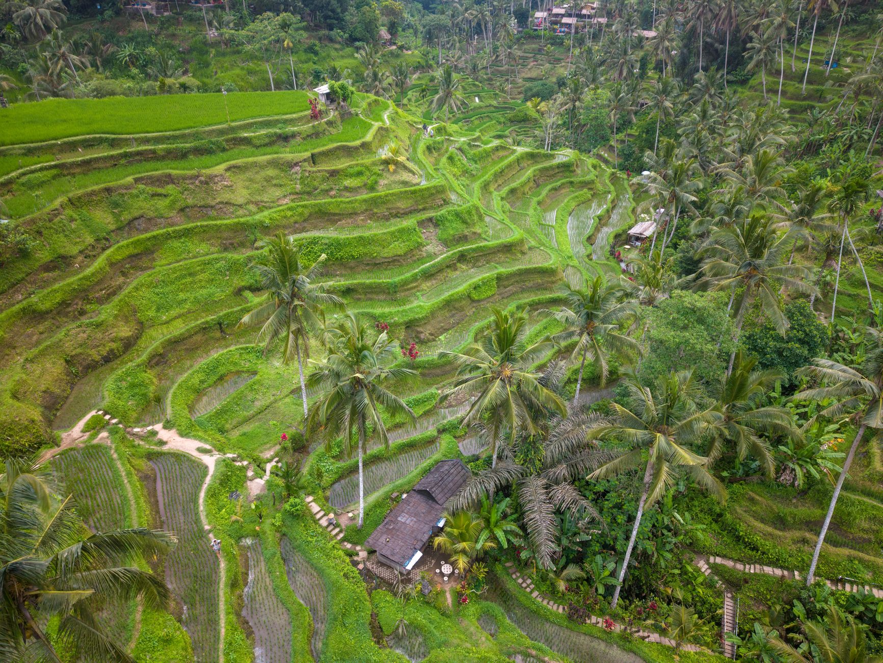 Bali Monsoon Escape 2026: Ultimate Guide for Indian Travelers - Photo 3