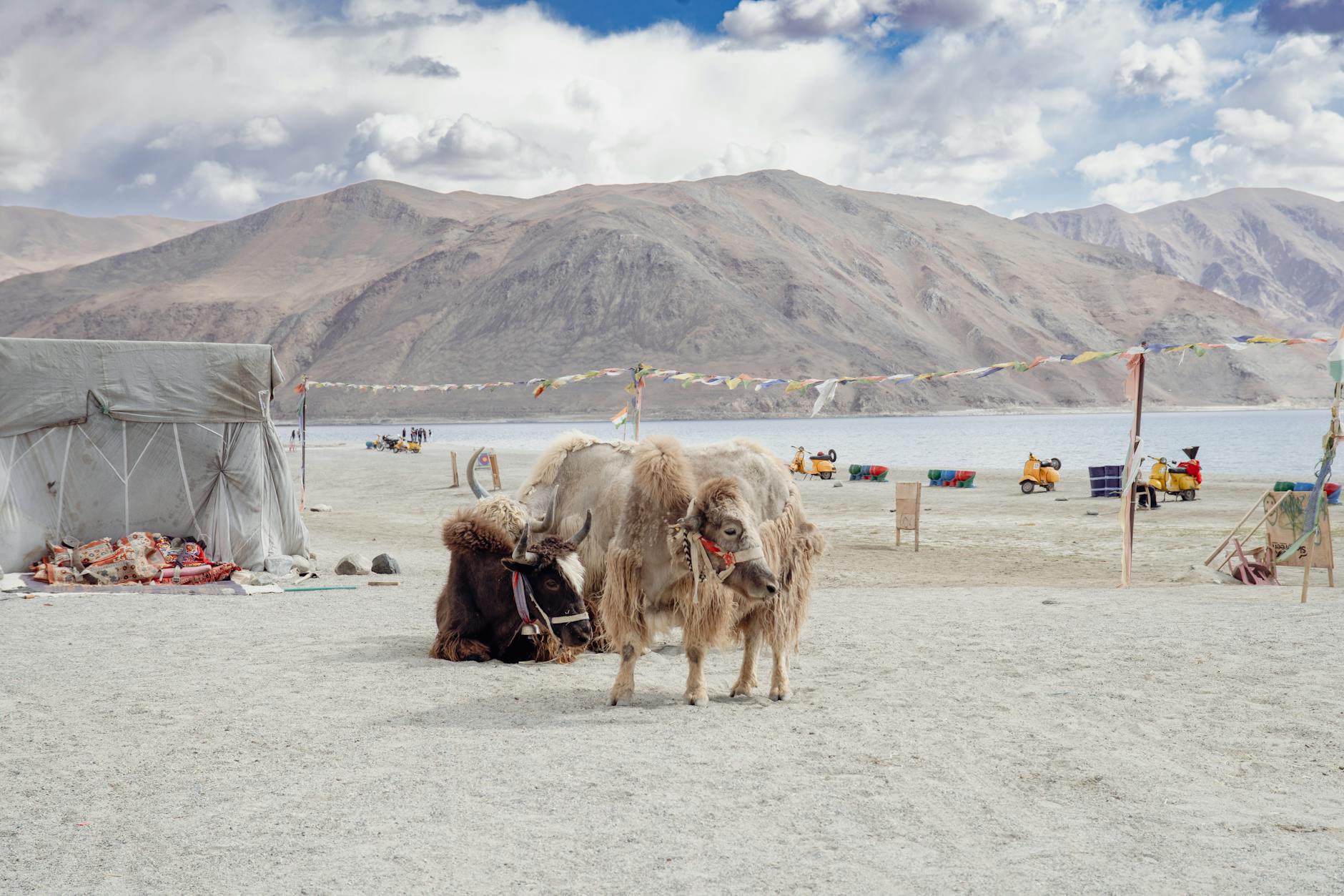 Summer in Ladakh