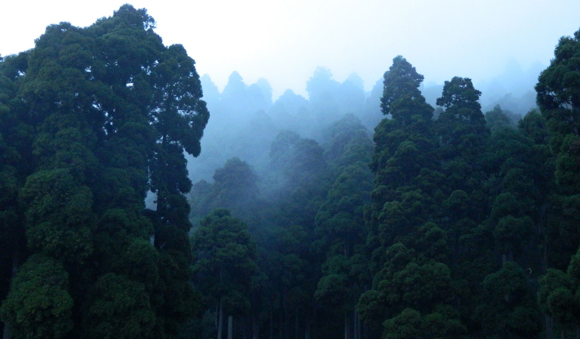 Discover Darjeeling: Queen of Hill Stations
