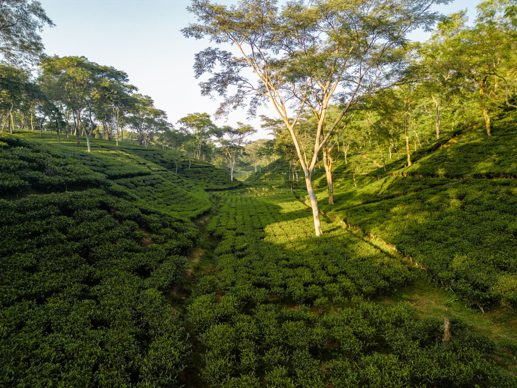 Discover Darjeeling: Queen of Hill Stations - Photo 1