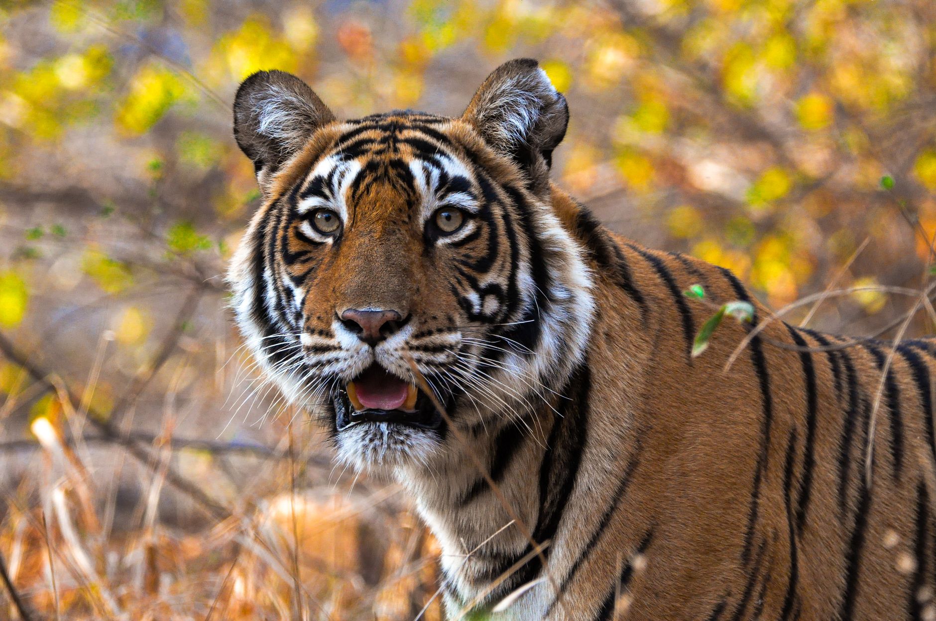 Wildlife Wonders of Ranthambore