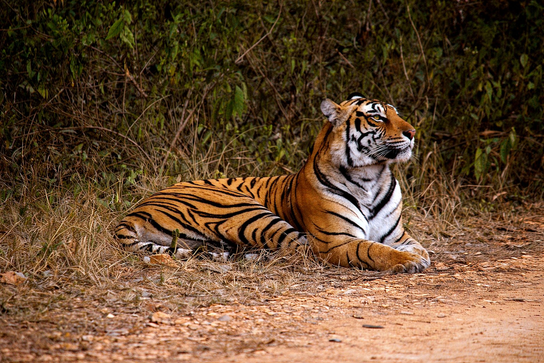 Wildlife Wonders of Ranthambore - Photo 2