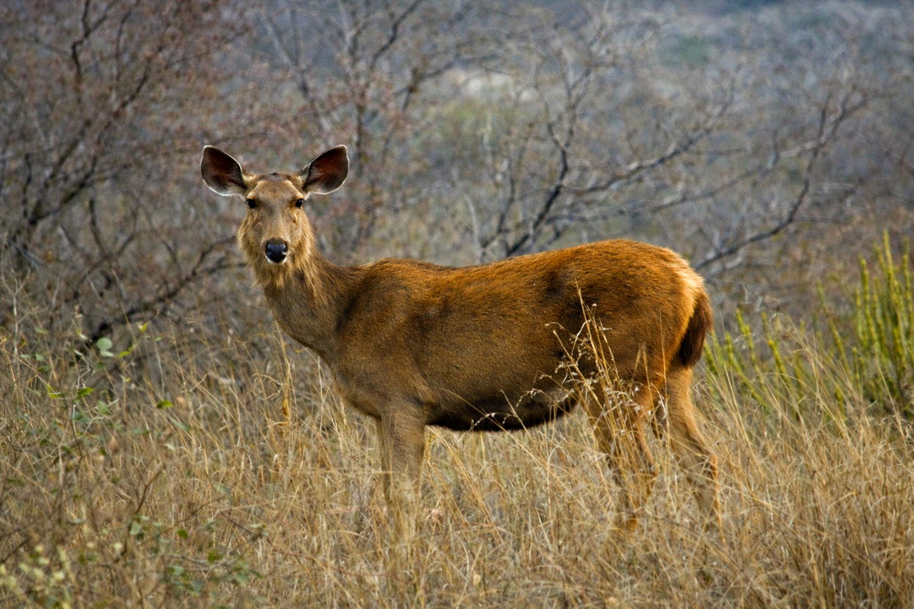 Wildlife Wonders of Ranthambore - Photo 4